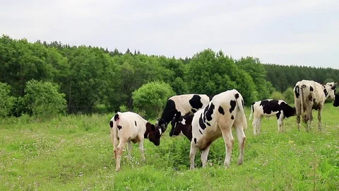 Glitch effect. Calf someone bites Video stock 104654808