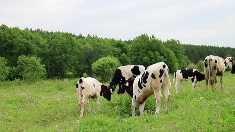 Glitch effect. Calf someone bites Video stock 104654810