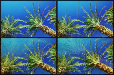 Glitch effect due to photo processing on an image with palms and ocean 写真素材