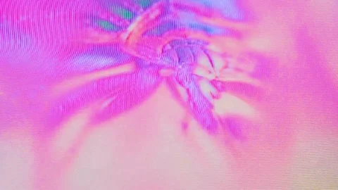 Glitching Bedbug: Insect Intrusion Distortion. Eerie Colors: Unsettling Video stock 255342820