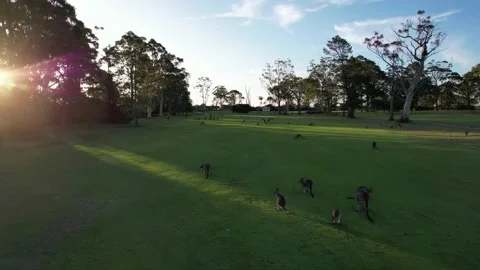 Glitchy 60fps Kangaroo Close-Up Drone Shot. Stock Footage 231026102
