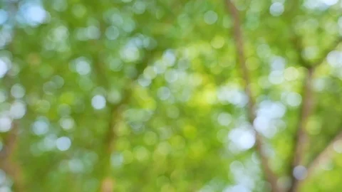Glitter bokeh of tropical rainforest trees. Stock Footage 119521253
