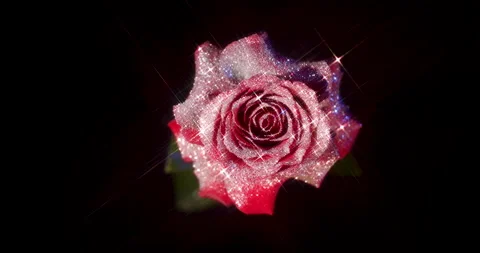 Glitter Rose 1 Stock Footage 340859371