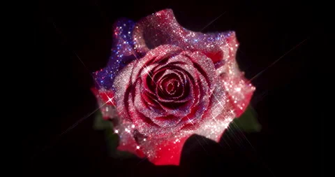Glitter Rose 4 Stock Footage 340859527