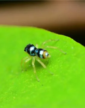 Glitter spider Stock Photos
