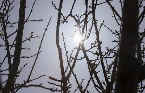 Glitter of sunlight at sunset through the branches of trees, the texture of t 库存照片