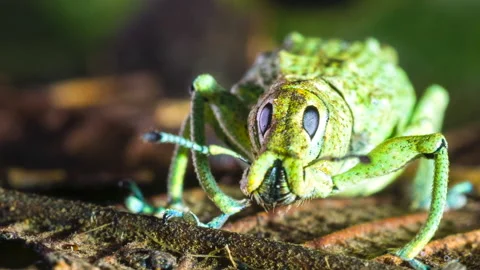Glitter Weevil (Compsus sp.), Ecuador Stock Footage 171905338