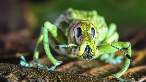 Glitter Weevil (Compsus sp.), Ecuador Stock Footage