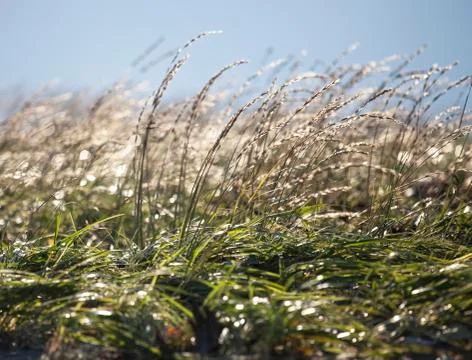 Glittering beach grass Stock Photos