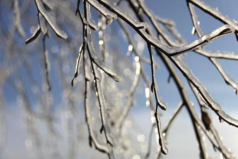 Glittering branches of a birch tree covered with ice layer Stock Photos