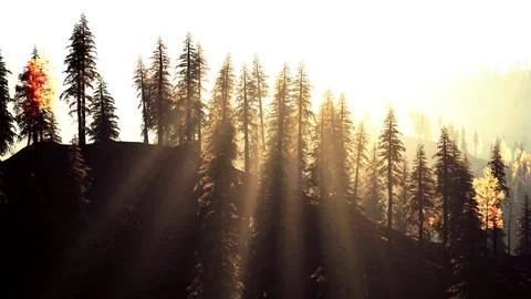 Glittering coniferous forest in the mountains during fall sunset Illustrazione stock