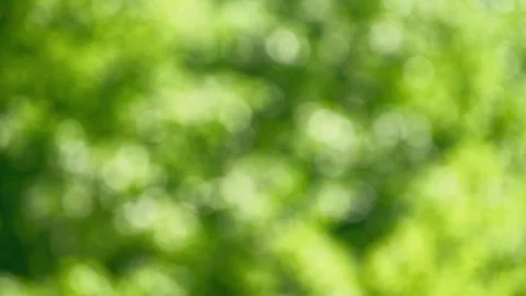 Glittering defocused greenery highlights in trees Video stock 336332763