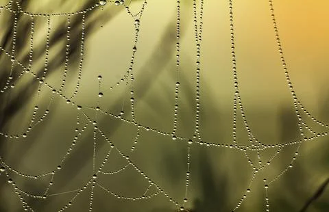 Glittering dew drops on the web in the light of the autumn sunrise Stock Photos