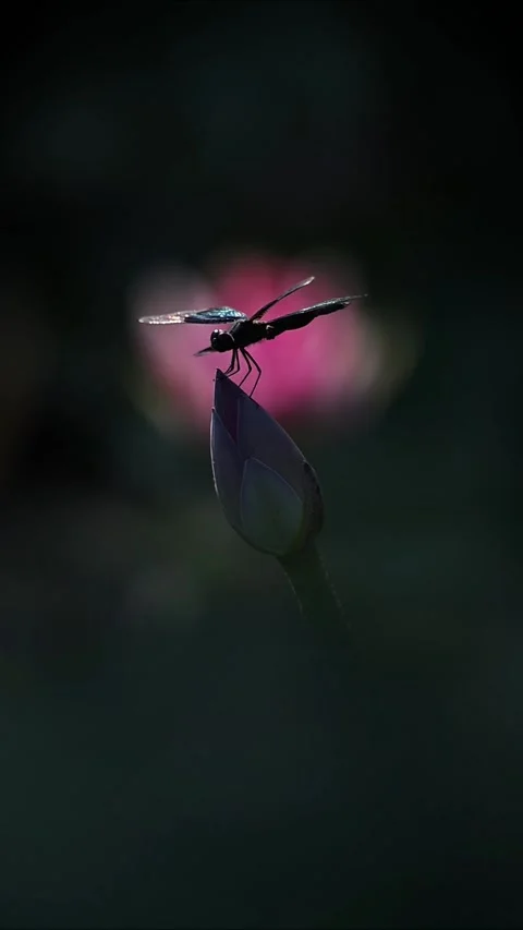 Glittering Dragonfly Wings with Backlit Sunlight Perched on Lotus Bud Vidéo 329756365