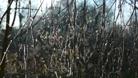 Glittering frost on birch branches in the rays of sunlight on spring day Stockbeeldmateriaal 300159641