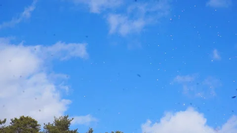 Glittering grains in the sky. Stock Footage 105106248