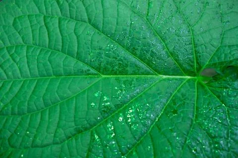 Glittering green leaf Stock Photos