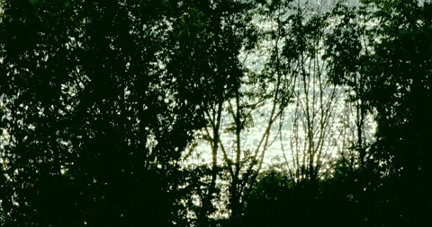 Glittering lake surface behind trees Video stock 141424377