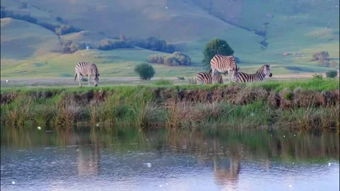Glittering Particles Floating Over African Zebra Herd Animation 스톡 동영상 330234381