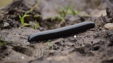 Glittering particles floating over millipedes crawling on soil ground Stock Footage 330234428