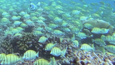 Glittering School of Tuna Fish Gracefully Exploring a Vibrant Coral Reef 库存影片 340456265