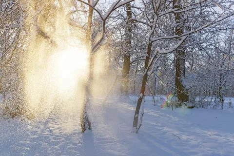 Glittering snow falling from the tree branches in the park 스톡 사진