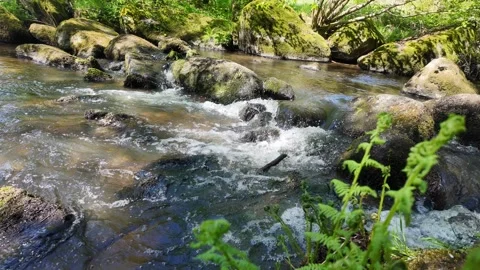 Glittering Stream with Gentle Waterfall Stock Footage 308563109
