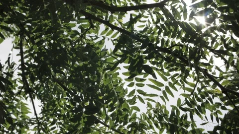Glittering sunlight dappling through exotic leaves Vídeo Stock 120248752
