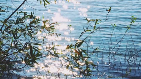 Glittering Sunlight Reflection on Water Surface with Fresh Green Bamboo Leaves Video stock 331834859