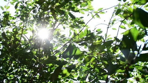Glittering sunshine with sun rays coming through green foliage Stock Footage 88389975