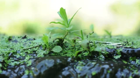 Glittering Water. Close Up Stock Footage 55319964