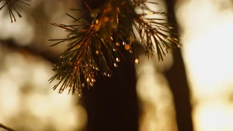 Glittering water drops on the tips of pine needles in the rays of dawn Stock Footage 163307904