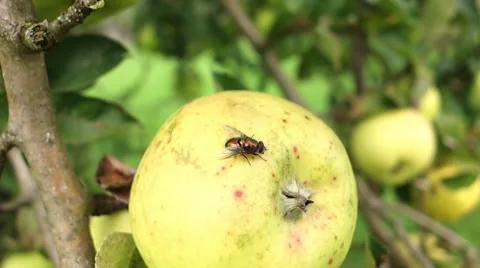Glittery fly on yellow apple Stock Footage 41832427