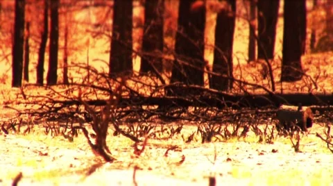 Gloabal warming mammoth2 Stock Footage 1019995