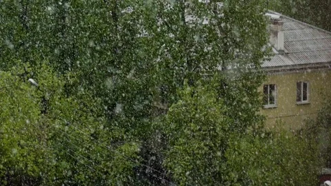 Global climate change. summer snow falling on the background of green trees i Stock Footage 108705482