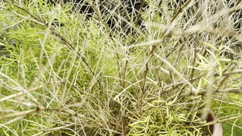 Global warming and climate changing leading to serious flora problems, dry Stock Footage 345148265