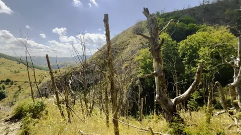 Global Warming Climate Change: Burnt Dead Trees After Wildfire Stock Footage 344316048
