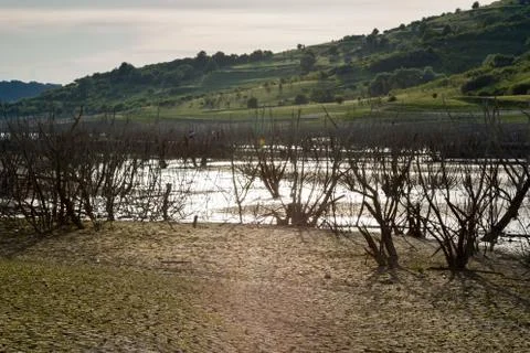 Global warming concept, dead tree Stock Photos