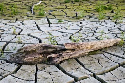 Global warming concept, dead tree Stock Photos