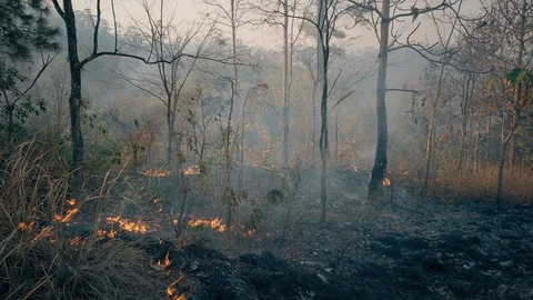 Global warming crisis. Backfire in rainforest. Controlled burning used in Stock Footage