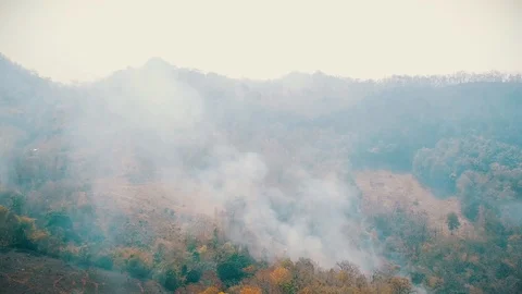 Global warming crisis. Slash and burn agriculture. Climate change, deforestation 스톡 동영상 127617153