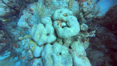 Global warming dead coral Stock Footage 317190634