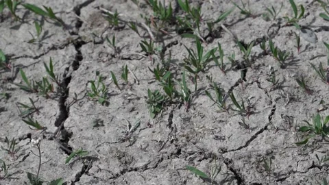 Global warming. dramatic sunset over cracked earth Stock Footage 153720480