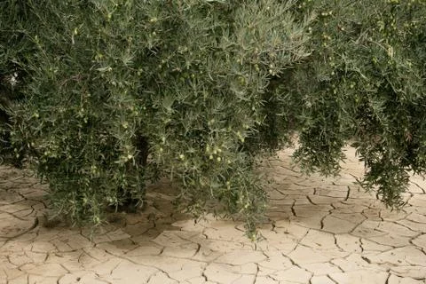 Global warming drying. Olive trees on dry mud cracks land. Stock Photos