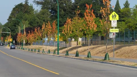 Global warming. Empty street with dry trees. Stock-Footage 158275997