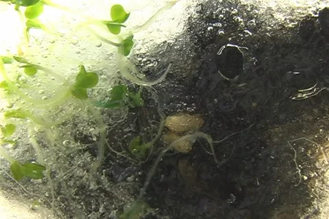 Global warming Video stock 1448563