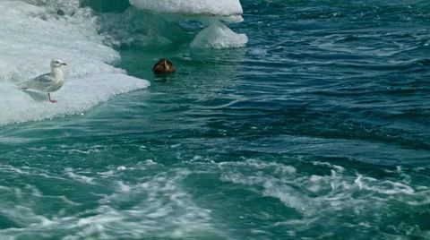Global warming glacier melt Video stock 53086840