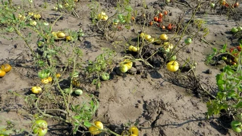 Global warming has destroyed crops on the farm. Stock Footage 152431499