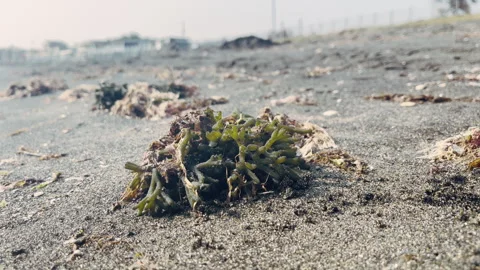 Global warming leading to serious ecologic problems, changes in marine cycles Stock Footage 318845364