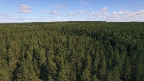 Global Warming Pine Forest Sweden Aerial Nature Climate Change Sustainability Stock Footage